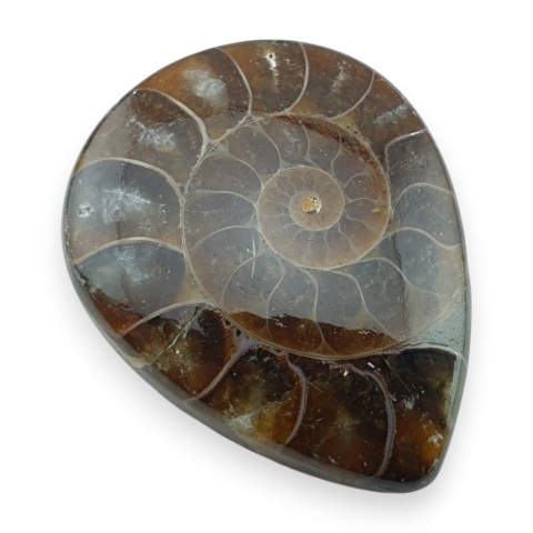 Ammonite cabochon 33x26 mm no 13