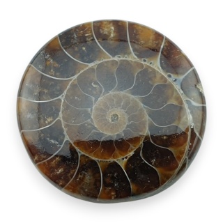 Amonit kaboszon fi 31 mm nr 11