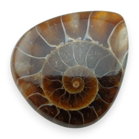 Amonit kaboszon 28x24 mm nr 29