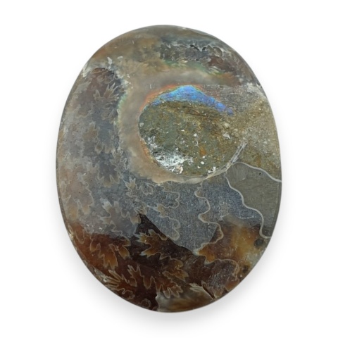 Amonit kaboszon 29x22 mm nr 34