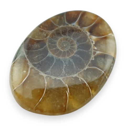 Amonit kaboszon 29x22 mm nr 66