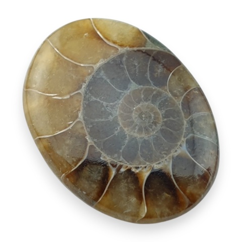 Amonit kaboszon 29x22 mm nr 66