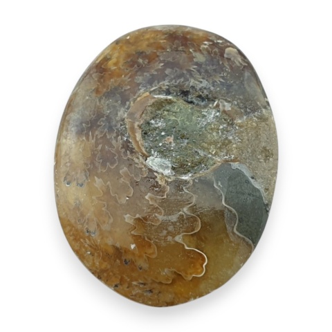 Amonit kaboszon 29x22 mm nr 66