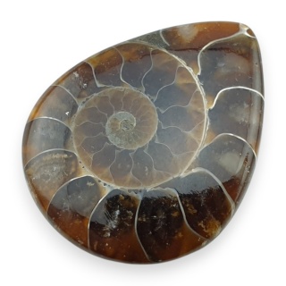 Ammonite cabochon 29x23 mm no 46