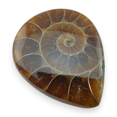 Amonit kaboszon 29x24 mm nr 43