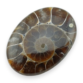 Ammonite cabochon 30x21 mm no 44