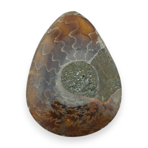 Amonit kaboszon 30x21 mm nr 64
