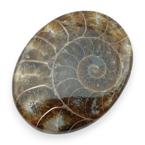 Ammonite cabochon 30x23 mm no 24