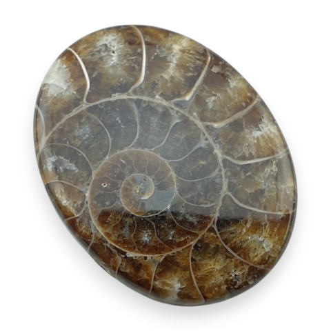 Ammonite cabochon 30x23 mm no 24