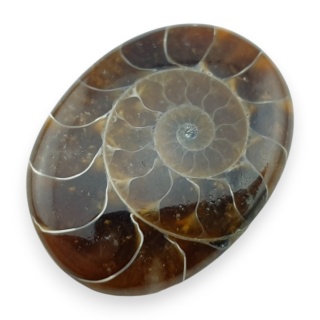 Ammonite cabochon 30x23 mm no 57