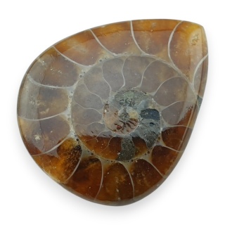 Ammonite cabochon 30x24 mm no 23