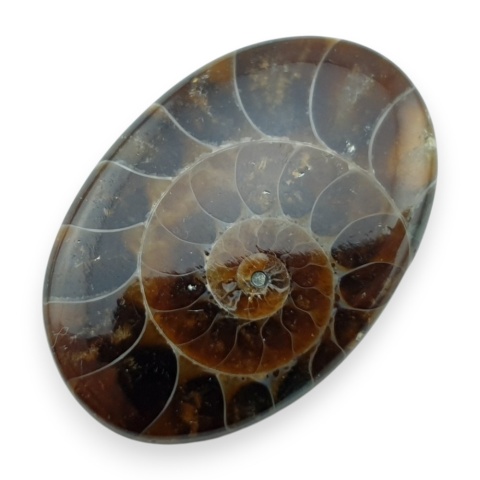 Ammonite cabochon 31x21 mm no 31