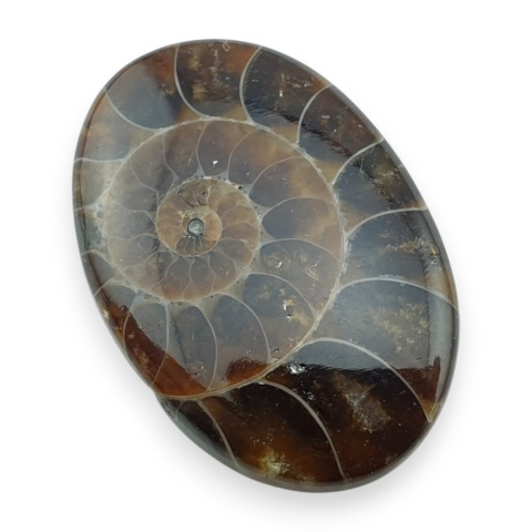 Ammonite cabochon 31x21 mm no 31