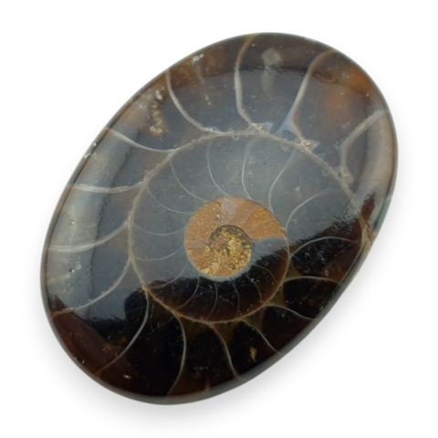 Ammonite cabochon 31x22 mm no 18