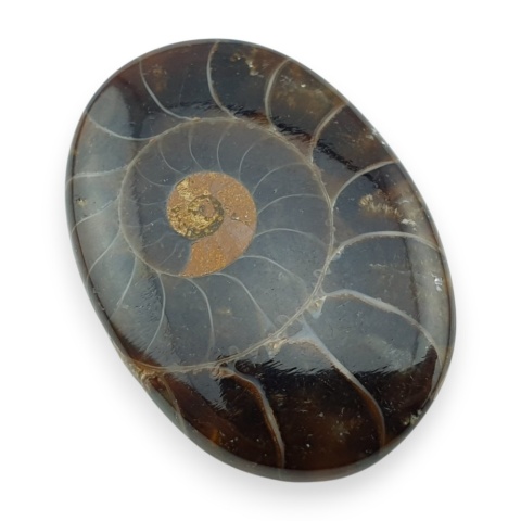 Ammonite cabochon 31x22 mm no 18