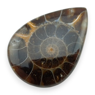 Ammonite cabochon 31x22 mm no 50