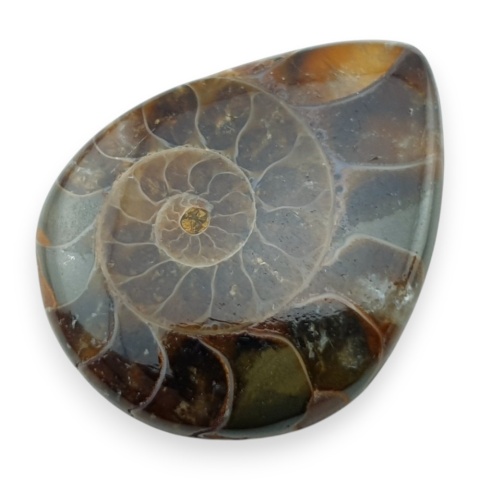 Ammonite cabochon 31x25 mm no 28