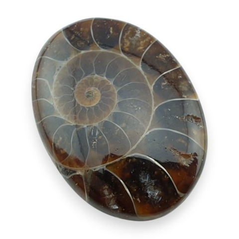 Ammonite cabochon 32x23 mm no 40