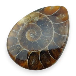 Ammonite cabochon 32x23 mm no 42