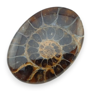 Ammonite cabochon 32x23 mm no 52