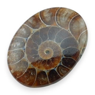 Ammonite cabochon 32x23 mm no 53