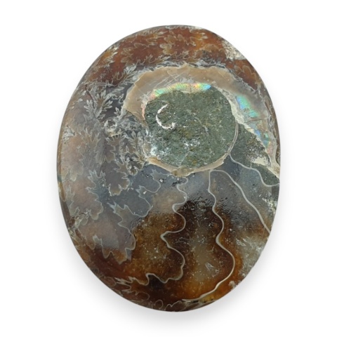 Ammonite cabochon 32x23 mm no 53
