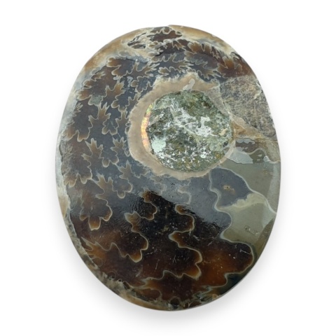 Ammonite cabochon 32x24 mm no 16