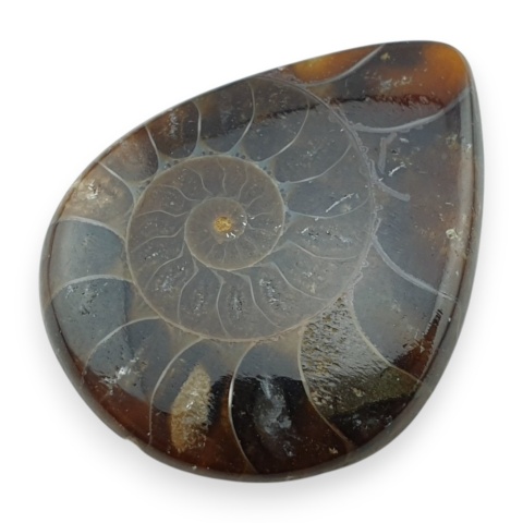 Ammonite cabochon 33x26 mm no 22