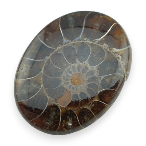 Ammonite cabochon 34x25 mm no 35
