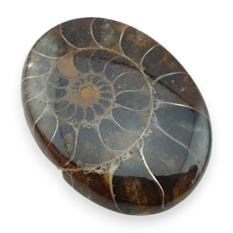 Ammonite cabochon 34x25 mm no 35