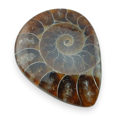 Ammonite cabochon 34x26 mm no 25