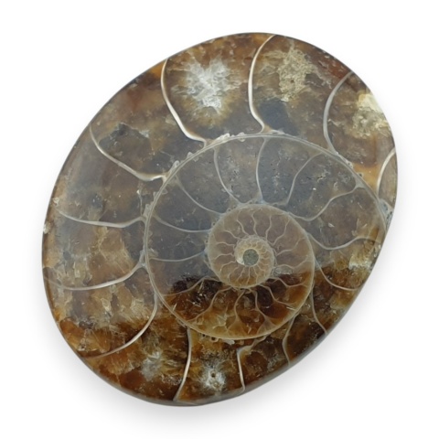 Ammonite cabochon 34x27 mm no 19