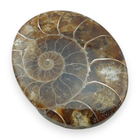 Ammonite cabochon 34x27 mm no 19