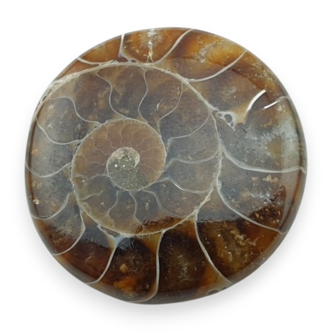Ammonite cabochon fi 27 mm no 59