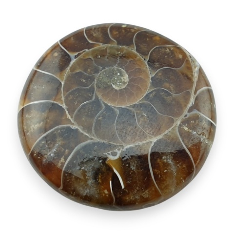 Ammonite cabochon fi 27 mm no 59