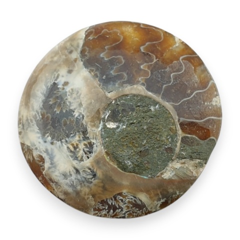 Ammonite cabochon fi 27 mm no 59