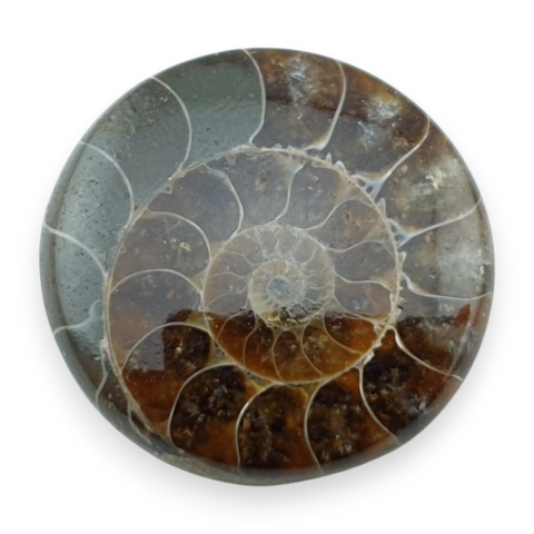 Ammonite cabochon fi 29 mm no 39
