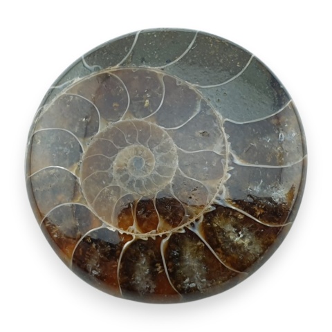 Ammonite cabochon fi 29 mm no 39