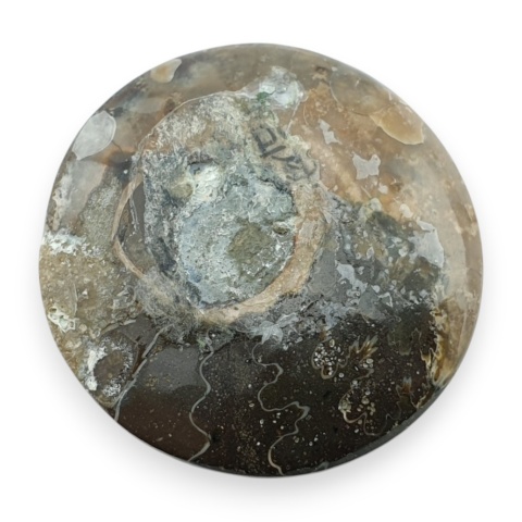 Ammonite cabochon fi 29 mm no 39