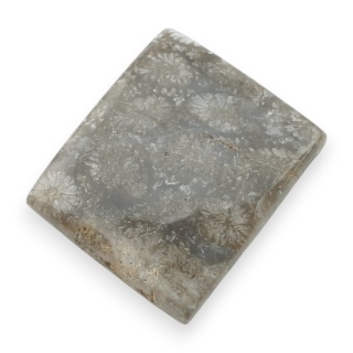 Fossil coral cabochon 20x17 mm no 99