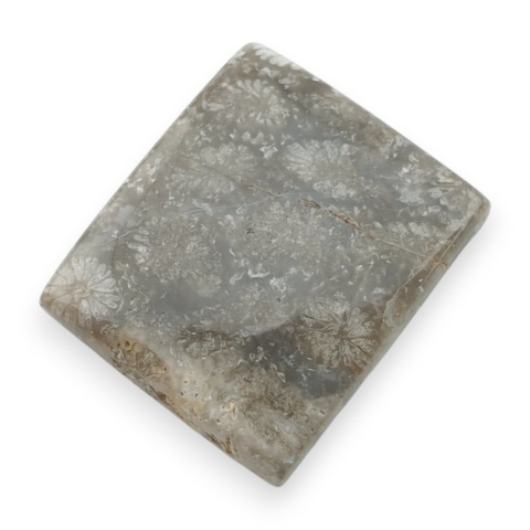 Fossil koralowiec kaboszon 20x17 mm nr 99