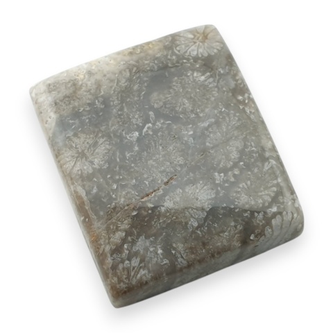 Fossil koralowiec kaboszon 20x17 mm nr 99