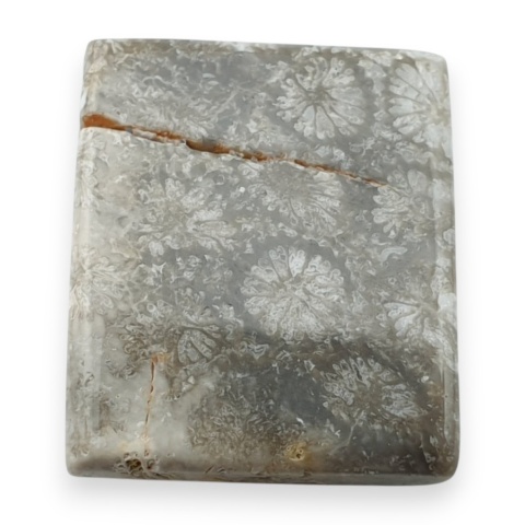 Fossil koralowiec kaboszon 20x17 mm nr 99