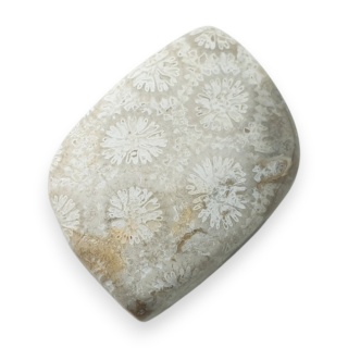 Fossil coral cabochon 22x14 mm no 119