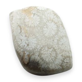 Fossil coral cabochon 22x14 mm no 119