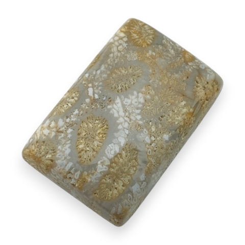 Fossil koralowiec kaboszon 23x15 mm nr 19