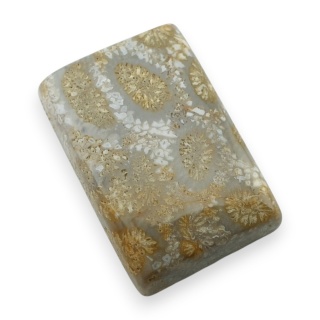 Fossil coral cabochon 23x15 mm no 19
