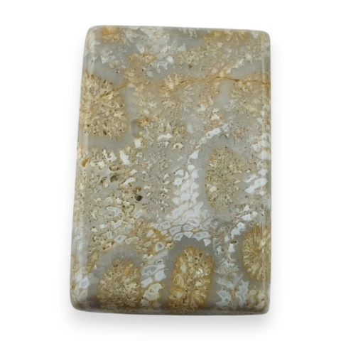 Fossil koralowiec kaboszon 23x15 mm nr 19
