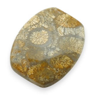 Fossil coral cabochon 23x19 mm no 17
