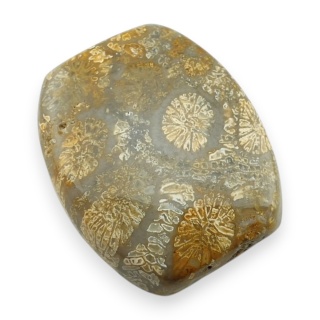 Fossil coral cabochon 23x19 mm no 17